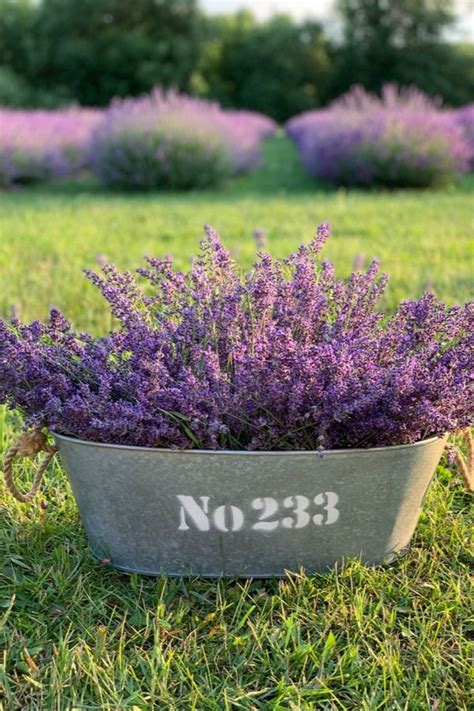 10 Fragrant Plants That Smell Heavenly Plants Container