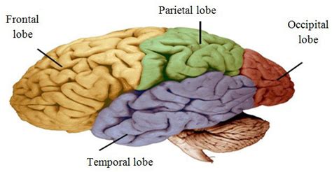 Brain Formed By Four Main Lobes Frontal Lobe Parietal Lobe Occipital