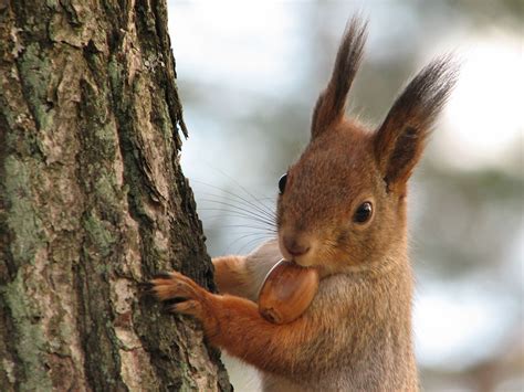 Cute Funny Hungry Squirrels Say Fall Is Here 60 Pics