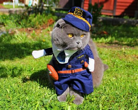 764 Cat Police Stock Photos Free And Royalty Free Stock Photos From