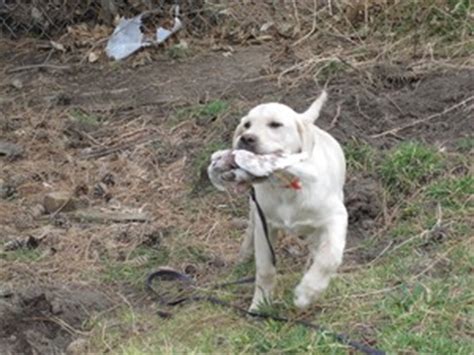 Friendly and loving ask r1300 not neg. Yellow Labador Cross Retriever Pheasant Hunting in SD
