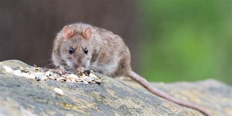 Roof Rats What To Know And How To Handle Them