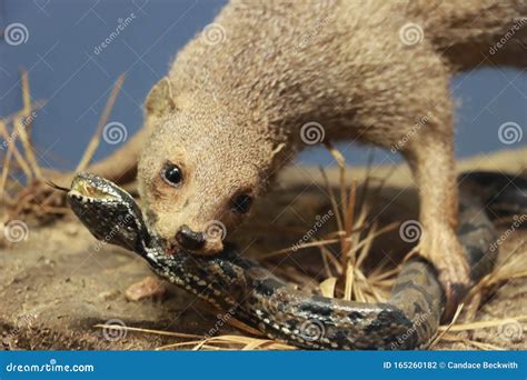 Mongoose Eating A Snake
