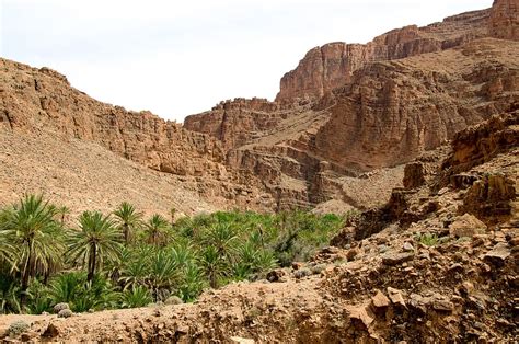 Hd Wallpaper Oasis Desert Morocco Nature Fruitful Palm Trees