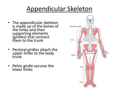Ppt The Skeletal System Powerpoint Presentation Id2370134