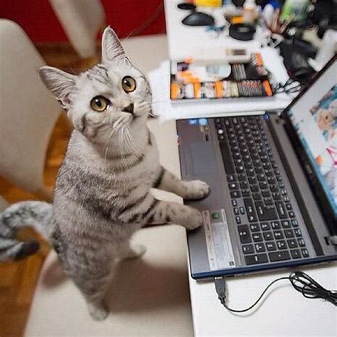 Cat Working At A Standing Desk Much Healthier Cats Cat Memes Cat
