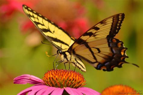 Which flowers do butterflies like best. Ten Fabulous Facts About Butterflies: A Wildlife Garden's ...