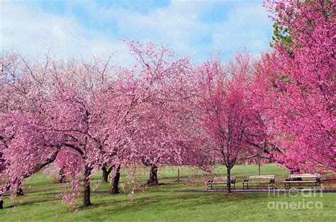 Branch Brook Cherry Blossoms Photograph By Regina Geoghan Fine Art