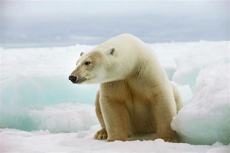 Polar Bear Sitting On A Ice Floe Photograph By Peter J