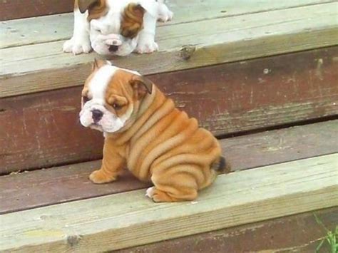 The Cutest Little Wrinkles Cute Animals Baby Animals Cute Baby Animals