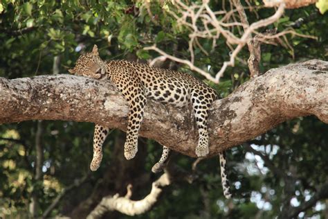 Sri Lanka Wildlife Holidays And Tailor Made Tours