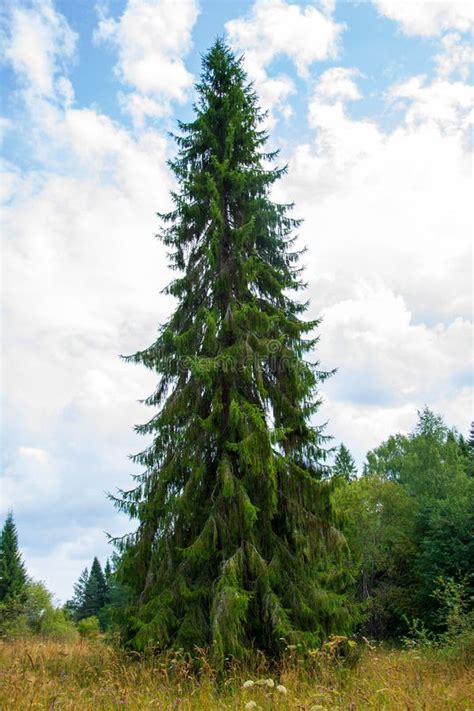 A Huge Spruce About 40 Meters Or 130 Feet High Against A Blue Sky With