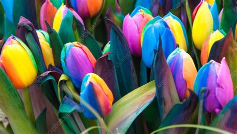 Rainbow Tulips Tulipa Sp Dyed Artificially Stock Image C033