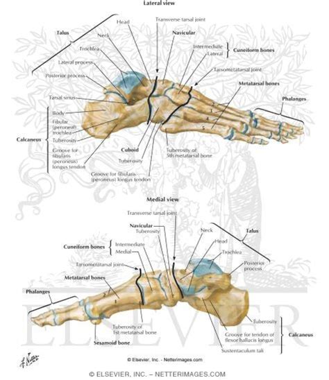 Bones Of Foot