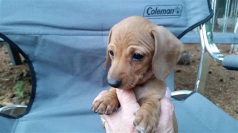 Puppyfinder.com is your source for finding an ideal dachshund puppy for sale in usa. AKC SMALL MINATURE DACHSHUND PUPPIES READY SEPT 8TH for ...
