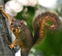 They use their tail as a balancing pole and as a tool. DNR: Fox Squirrel