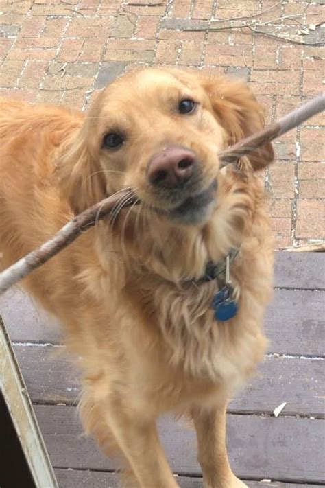 This Golden Retriever Trying To Get Inside With A Giant Stick In His