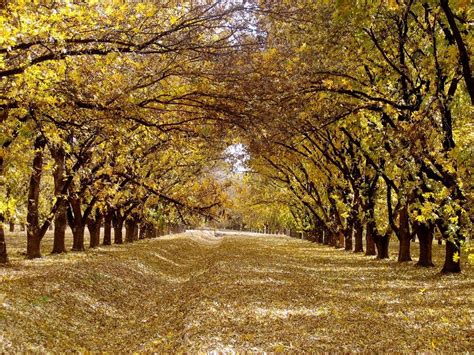 Illinoensis) that has roughish bark and hard. A Year on an Estate Grown Pecan Farm-Part 2 - November ...