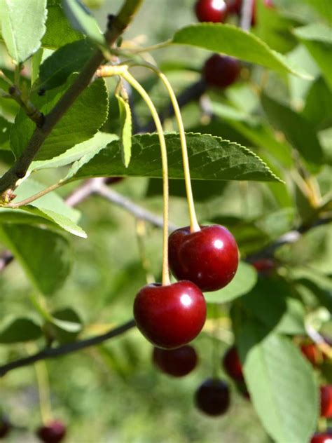 Balaton Sweet Cherry Tree Bare Root For Sale Gardeners Com