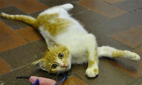 Incredible Kitten Survives 3000 Mile Flight From Cairo To Start New Life In Uk Irish Mirror