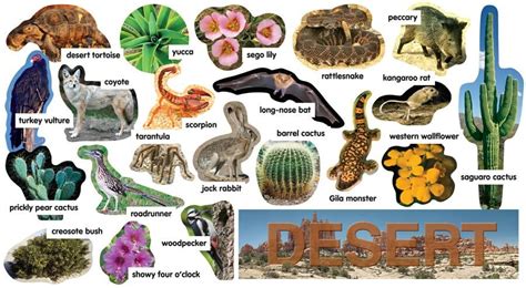 List of animals | body parts names. Desert Plants & Animals Mini Bulletin Board Set Gr/PreK-5 ...