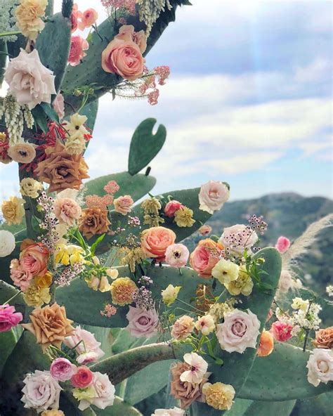 How to make a cactus bloom (abundantly) | cactus collection. Flowering cactus Part II . . Different palette with tons ...
