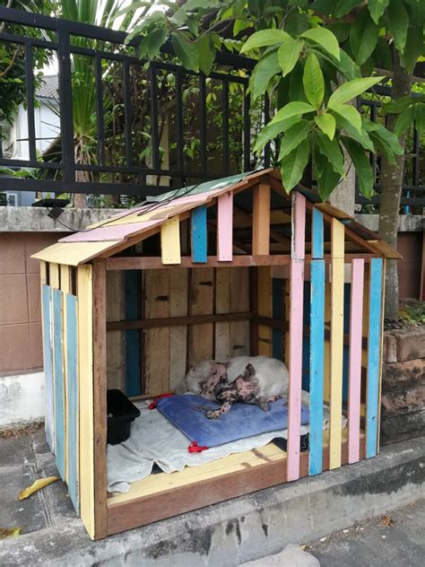 กราบหัวใจ สาวสร้างบ้านให้สุนัขจรจัดหน้าบ้าน ได้นอนหลบแดดหลบฝน