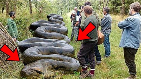 दुनिया के 5 सबसे बड़े सांप 5 Largest Snakes In The World Youtube