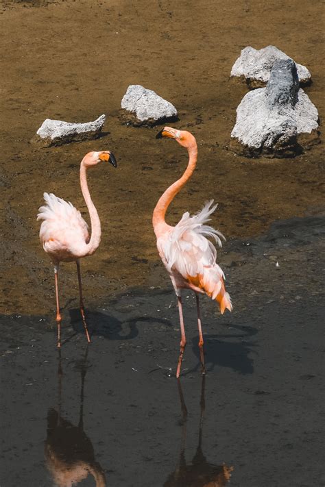 flamingo lagoon puerto vilamil galapagos islands flamingos Red Around the World
