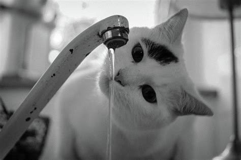 Cats who only drank running water had more assurance a lot of cats just don't like the feeling of being hunched over a bowl. Cat Drinking Water From Faucet Photograph by A*k