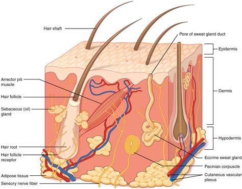 This Illustration Shows A Cross Section Of Skin Tissue