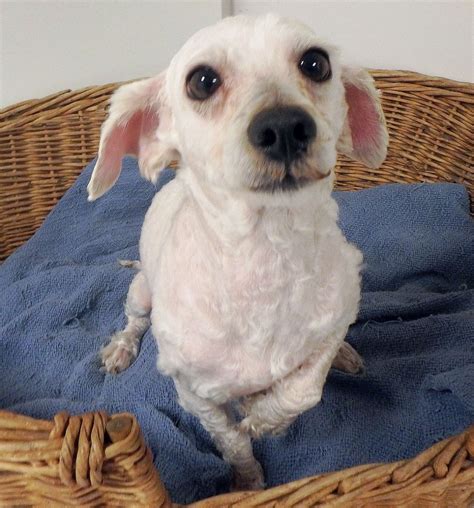 Personable Mini Poodle Jenson Would Love To Meet You Daily News