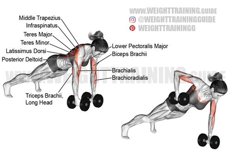 Dumbbell Renegade Row Instructions And Video Weighttraining Guide