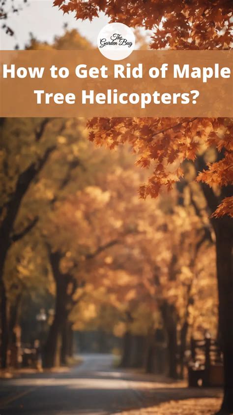How To Get Rid Of Maple Tree Helicopters The Garden Bug Detroit