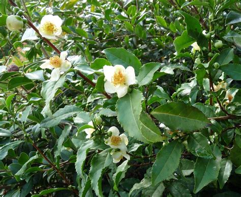 10 Semillas De Camellia Sinensis Arbol Del Te Verde C 319 14900