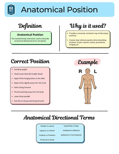 Anatomicaldirectionalterms Studyguides Anatomical Position The