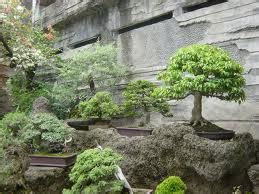 Bonsai Di Indonesia Tanaman Yang Dapat Di Bonsai