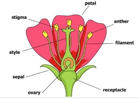 4 Draw And Explain The Reproductive Parts Of A Flower