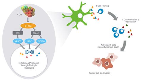 Aduro Sting Pathway In Cancer Immunology Cancer Biology