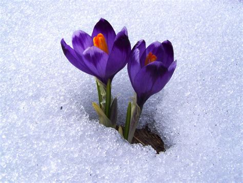 Flowers In Snow Photo Albums Summitpost