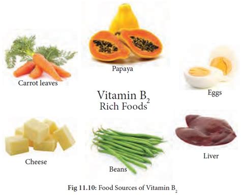 › list of b vitamins. Vitamin B2 (Riboflavin) : Functions, Food Sources ...