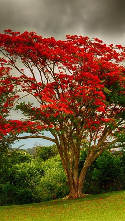 Ls of a flamboyant flower. Flamboyant | Plants, Tree, Puerto rico