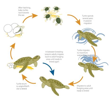 Loggerhead Sea Turtle Island Ecology
