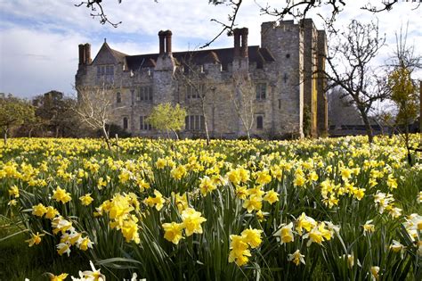 Feel Uplifted This Spring During Hever Castles Dazzling Daffodils