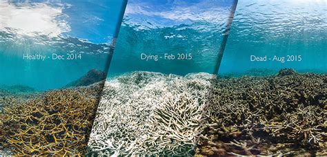 Rinse the area and pat dry. How is coral bleaching affecting national marine ...