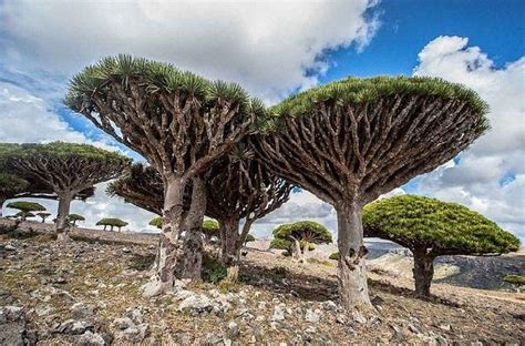 Ten Of The Most Amazing Trees Around The World 8 Top 10 Of Anything
