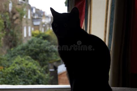 Closeup Shot Of A Black Cat Looking Out Of The Window Stock Photo