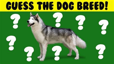 Can You Guess The Dog Breed And Brain Teasers Youtube