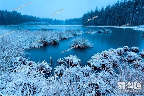 Cold Winter Morning Over Wild Lake Stock Photo Picture And Royalty