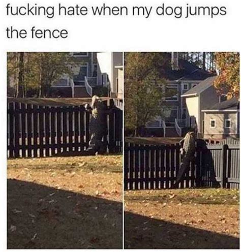 Fucking Hate When My Dog Jumps The Fence